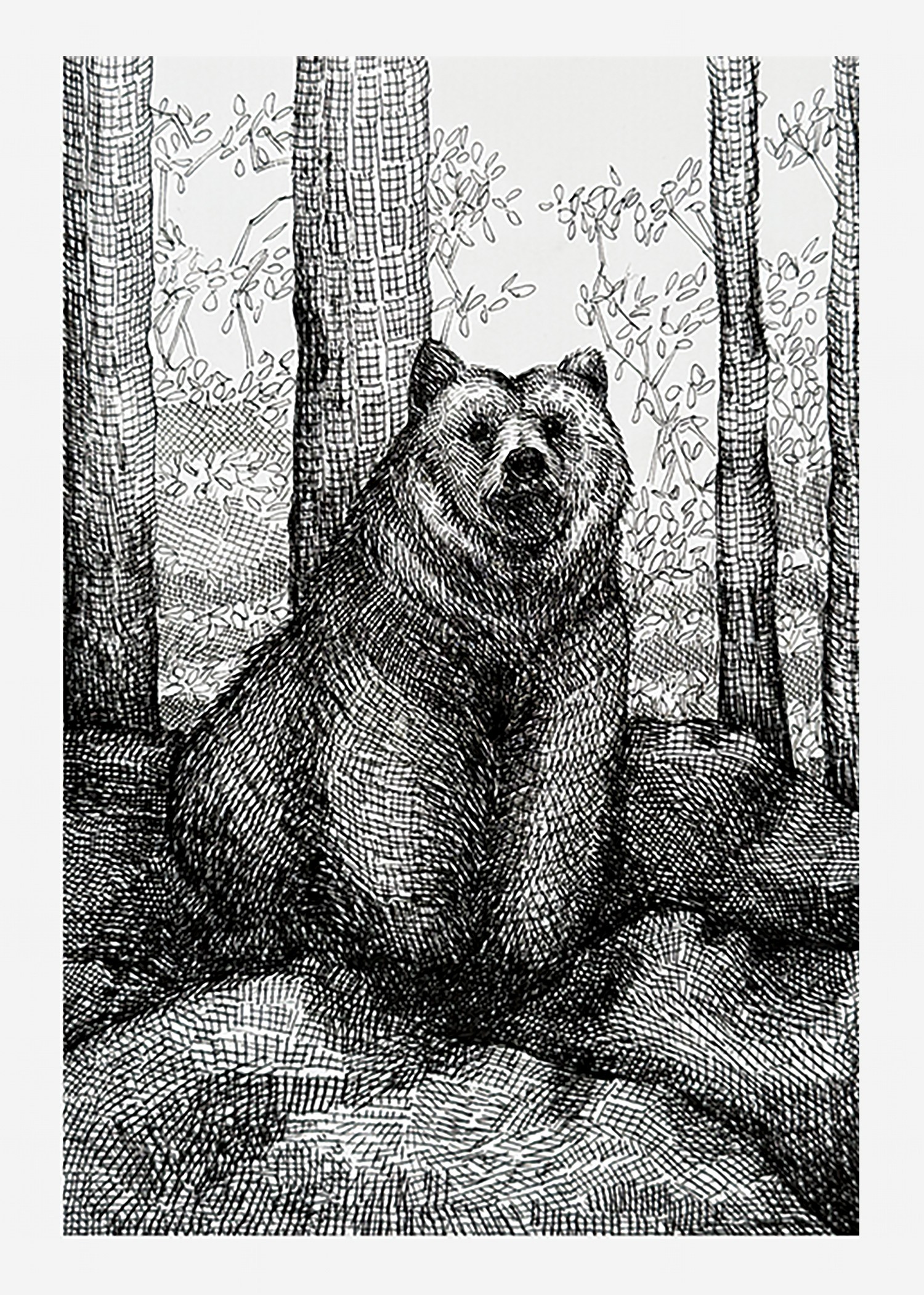 Bear sitting on ground in a forest with trees and foliage in background, detailed black and white sketch.