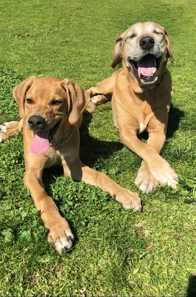 Two dogs lying on green grass, one with tongue out, smiling, and the other with tongue out, looking happy.