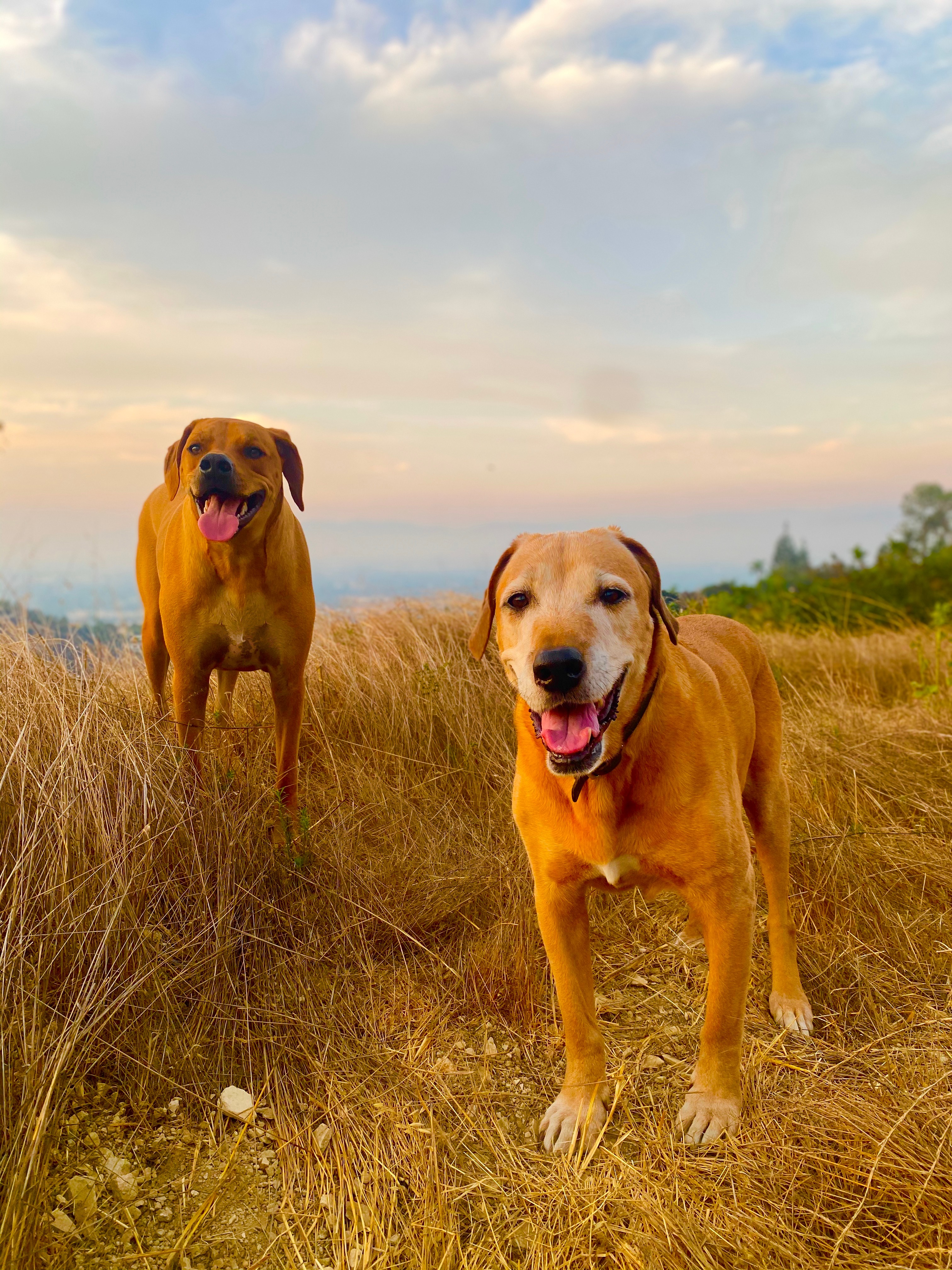 Two dogs standing on a grassy field with a sky and distant landscape in the background.