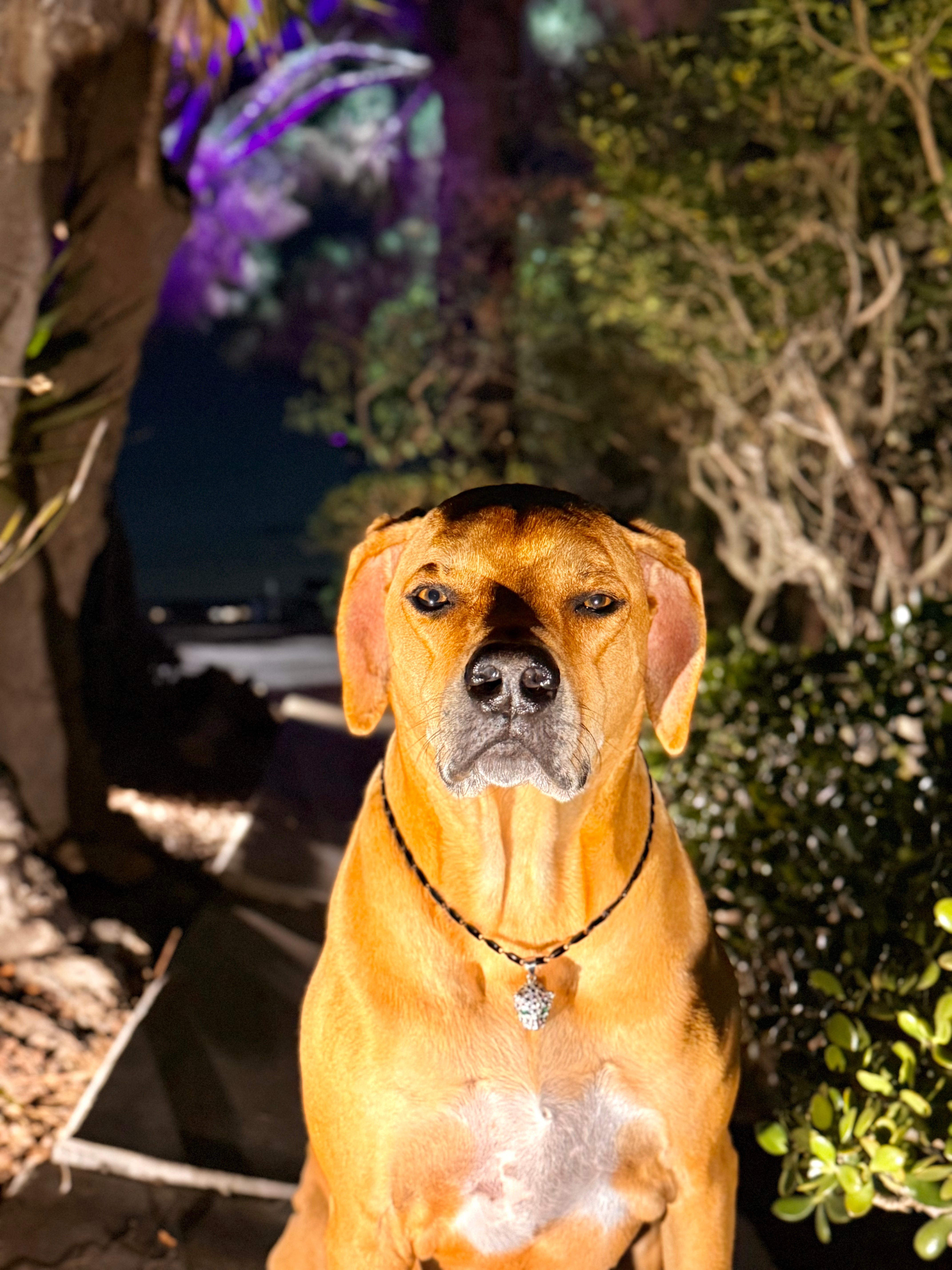 Dog with a serious expression outdoors at night, trees and lights in background, wearing a collar with a tag.