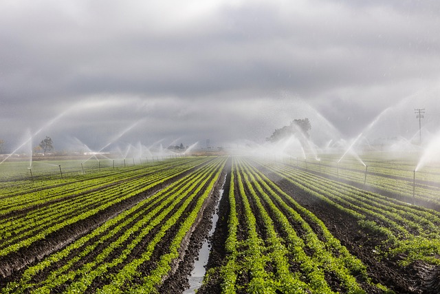 A large farm field with rows of green crops being watered by sprinklers under a cloudy sky.