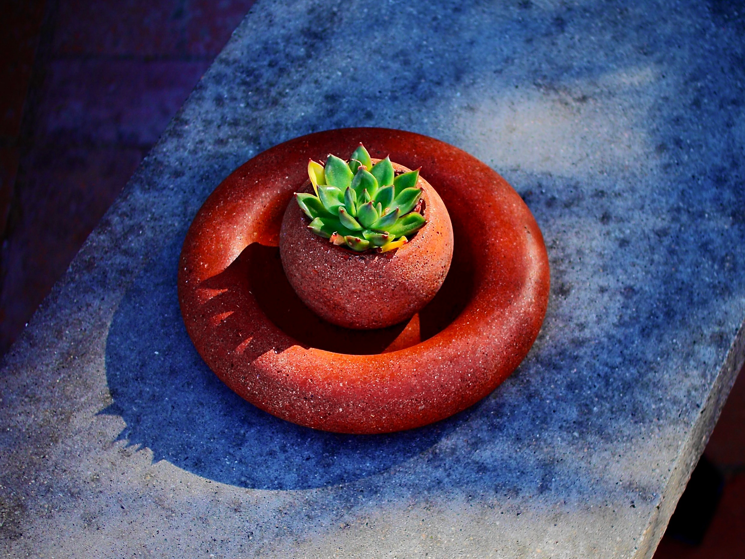 A small green succulent plant in a round pot, surrounded by a circular red object, on a textured blue surface.