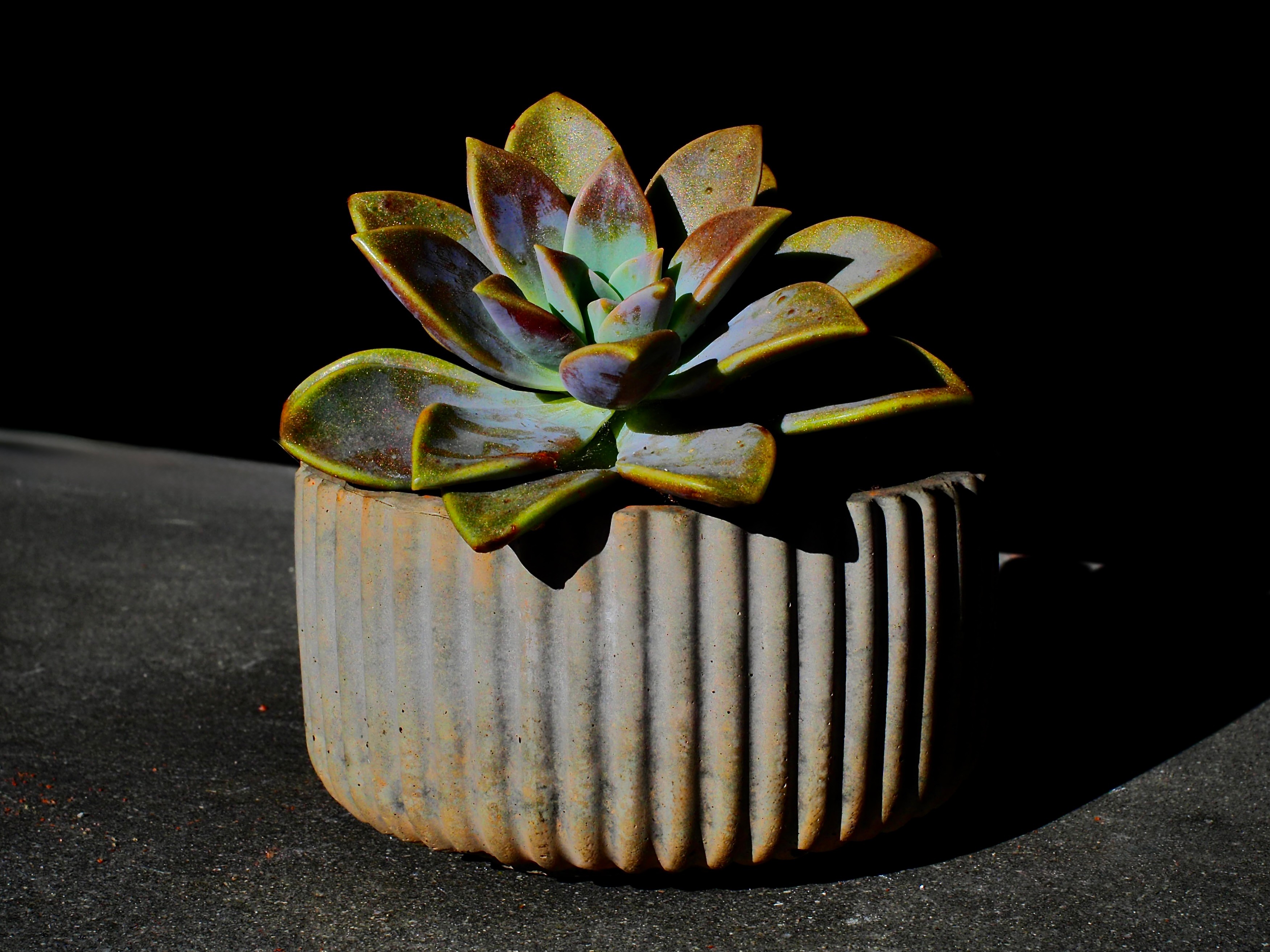 A potted succulent plant with thick, fleshy leaves in a ribbed ceramic pot, against a dark background.