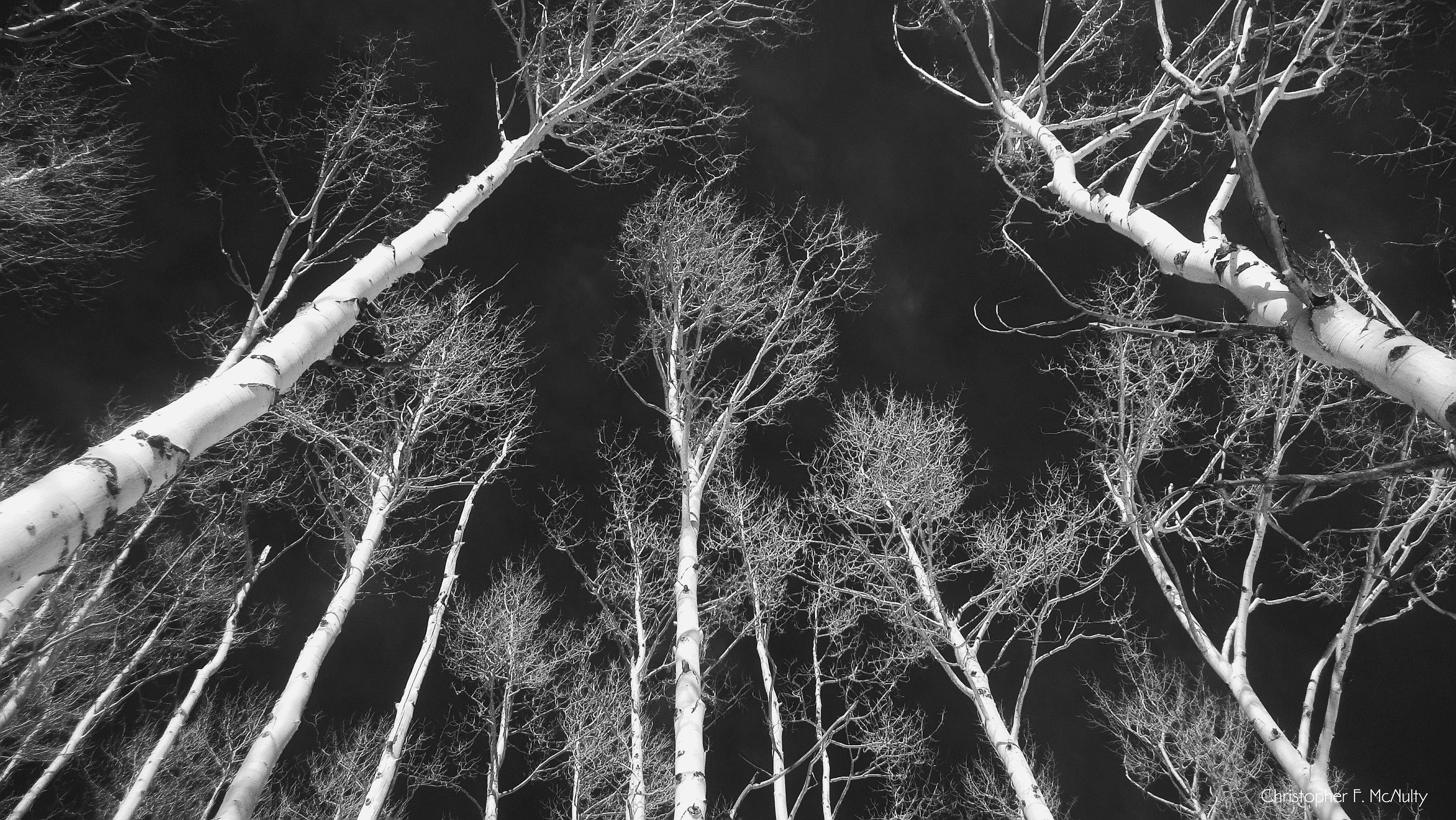 Black and white photo of tall, leafless trees viewed from below, reaching upward.